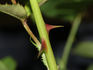 Caledonia™ rose photo