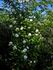 Virgo, Cl. rose photo