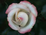 Class of '73 rose photo