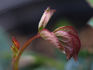 Edisto rose photo