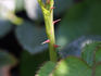 Edisto rose photo