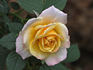 Iced Tea rose photo