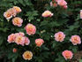 Iced Tea rose photo