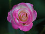 Luscious Lucy ™ rose photo