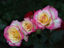 Luscious Lucy ™ rose photo