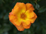 Playgold ™ rose photo