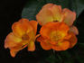 Playgold ™ rose photo