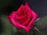 Rachel ™ rose photo