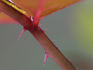 Rachel ™ rose photo