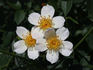 Simplex rose photo