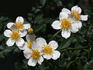 Simplex rose photo
