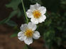 Simplex rose photo