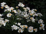 Simplex rose photo