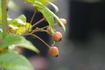 Lucens Erecta rose photo