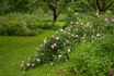 Gloire de France rose photo