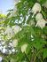 C. macropetala 'Albina Plena' clematis photo