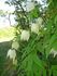 C. 'Albina Plena' clematis photo