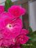 Captain Samuel Holland rose photo