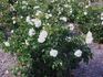 Brindabella Bouquet rose photo