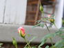 Seattle Scentsation ™ rose photo