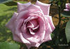 Madame Violet rose photo