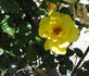 High Noon rose photo