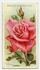 Lady Ashtown rose photo
