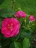 Captain Samuel Holland rose photo