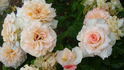 Cacilda Backer rose photo