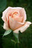 Tantarra rose photo