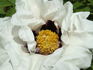 Sinjiangensis peony photo