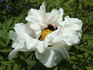 Sinjiangensis peony photo