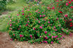 Ellen Tofflemire rose photo