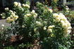 Good Ol' Summertime rose photo