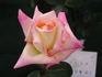 Akebono rose photo