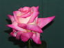 Akebono rose photo