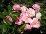 Dorcas rose photo