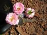 Dorcas rose photo