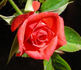 Sheri Anne rose photo