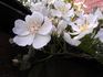 R. filipes rose photo