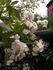 R. filipes rose photo