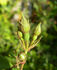 92-06-02 rose photo