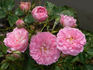 Nostalgia ™ rose photo