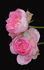 Nostalgia ™ rose photo