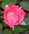 Nurse Donna rose photo