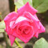 Rachel ™ rose photo