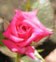 Rachel ™ rose photo