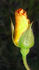 Candleflame rose photo