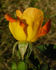 Candleflame rose photo
