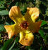 Candleflame rose photo